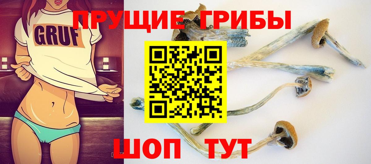 Фурманов  Галлюциногенные грибы Psilocybine cubensis  Вход с VPN 